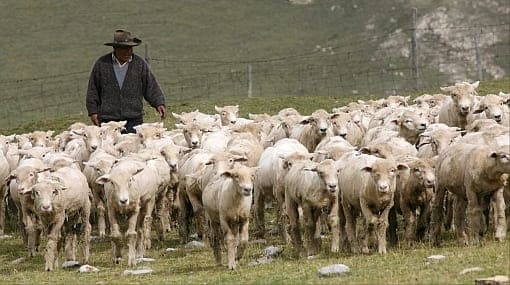 Marca carneros y ganado Huancayo