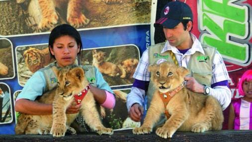Leones Zoologico Huancayo