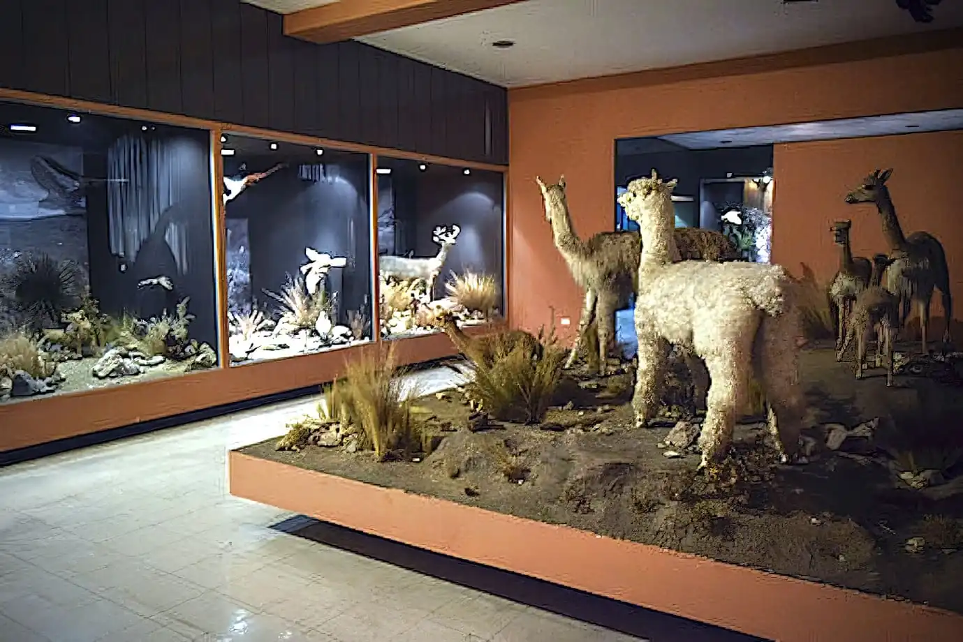 Museo Salesiano Vicente Rasetto